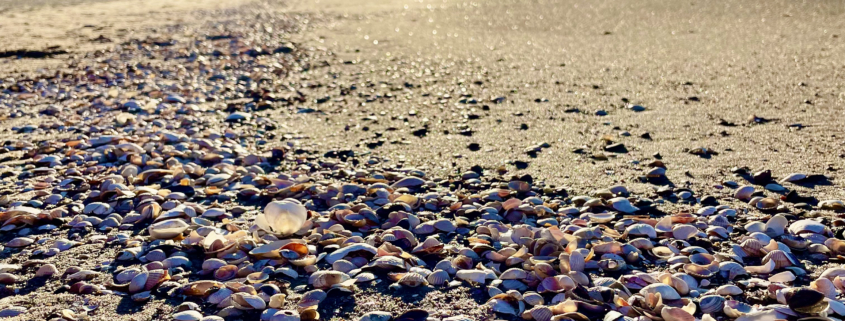 Muszelki i skarby Bałtyku na plaży w Pobierowie