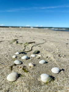 Muszelki na plaży w Pobierowie nad Bałtykiem